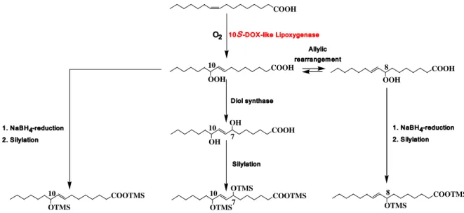 Fig. 6. Main products resulting from oxidation of palmitoleic acid by 10S-DOX-like lipoxygenase.