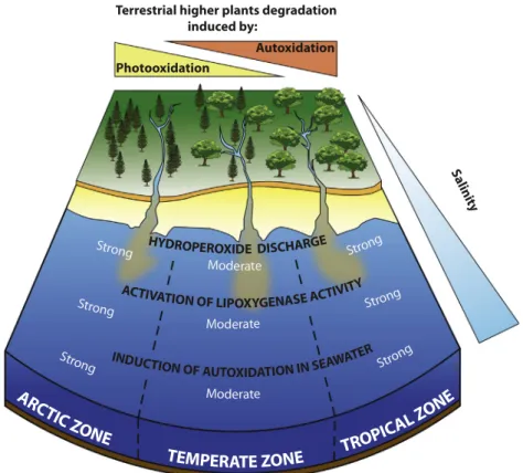Fig. 9. Degradation of terrestrial higher plant material discharged by rivers in Arctic, temperate and tropical zones.