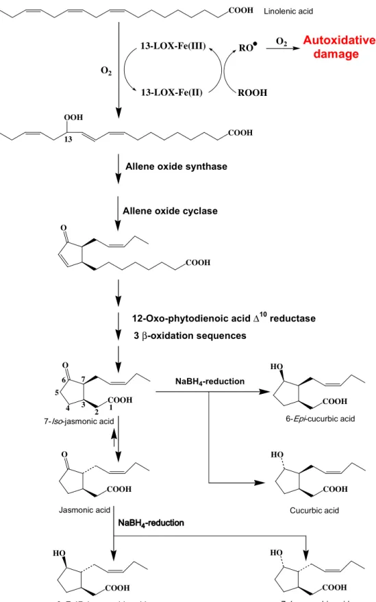 Fig. 3. Degradation of linolenic acid by 13-lipoxygenase.