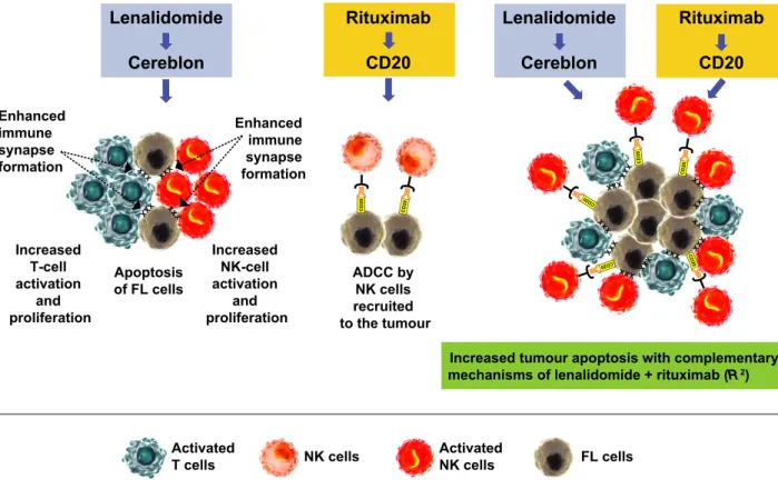 Fig 8. Complementary mechanisms of lenalidomide and rituximab induce immune-mediated cytotoxicity in FL tumour cells