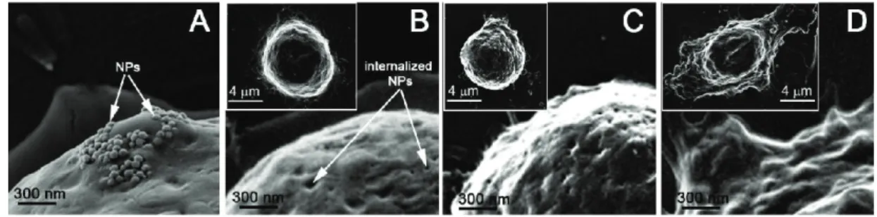Figure 6: Images de microscopie ´ electronique ` a balayage. Des nanoparticules sont coupl´ ees ` a la membrane des cellules (A), internalis´ ees (B) puis une nanobulle est g´ en´ er´ ee par pulse laser