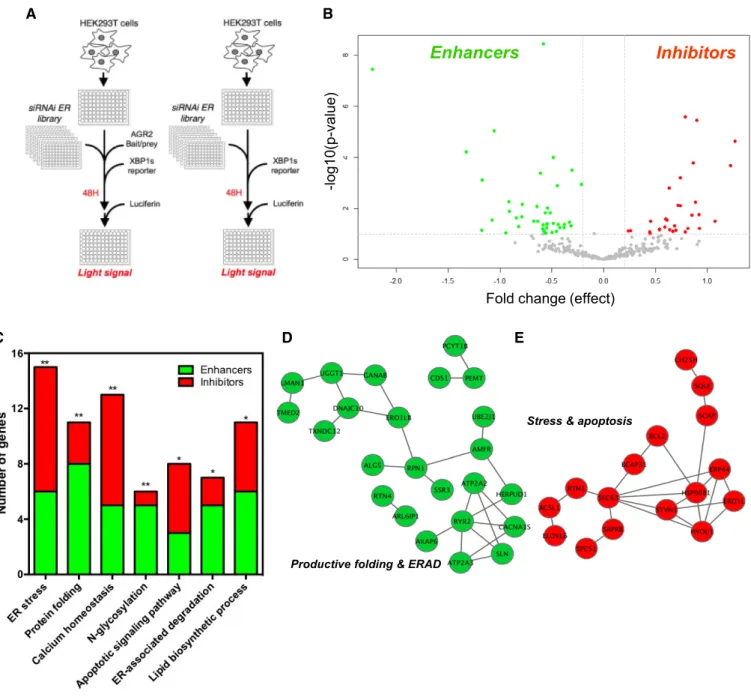 Figure 2. siRNA screen for identifying regulators of AGR2 dimer formation.
