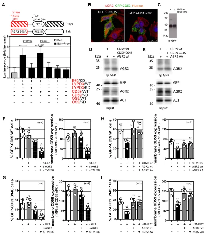 Figure 4 . AGR 2 status alteration impacts on client protein biogenesis.