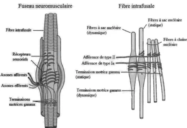 Figure  1.  Composantes du fuseau  neuromusculaire et  de  la fibre  intrafusale (Adaptée de  Principles of Neural Science by Kandel, Schwartz,  &amp;  Jessell, 2000)