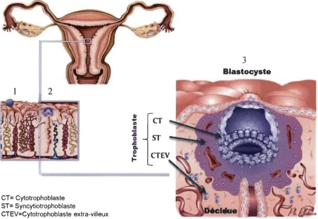 Figure 1.1  Les étapes de l'implantation embryonnaire. 