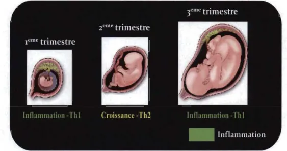 Figure 1.3  Les trois phases immunologiques de la grossesse. 