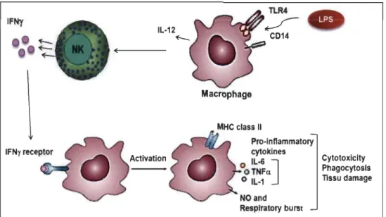 Figure 1.5  Représentation schématique du  mécanisme d'activation classique du  macrophage pro-inflammatoire