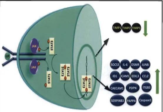 Figure 1.8  La signalisation  intracellulaire  et  les  gènes  induits  par LIF  chez  les  trophoblastes