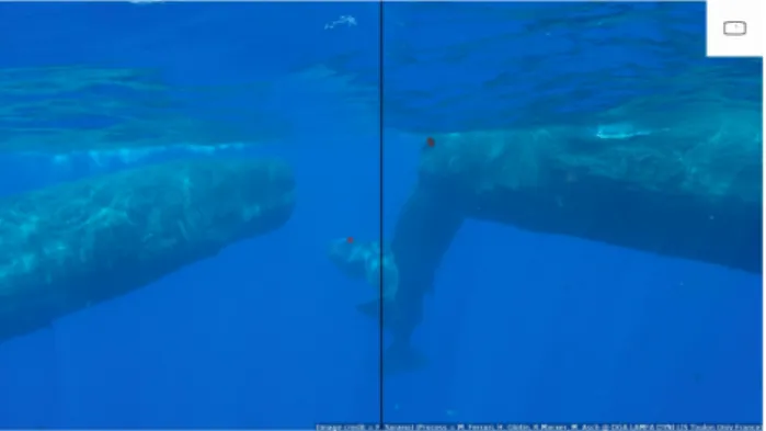 Figure 6. Group of four Sperm whales recorded in 2019, with two sources being pointed out (red dots): from Tache Blanche at the right, and from Alexander at the center (3 months old)