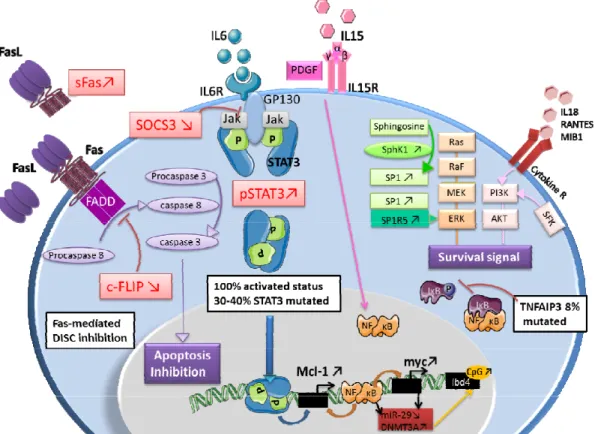 Figure 6: Key molecular abnormalities in LGL leukemia 