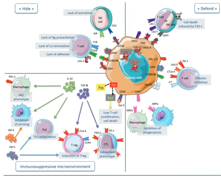 Figure 1. Lymphoma immune evasion mechanisms.  (Top left panel) &#34;Hide&#34;. Tumor cells may become “invisible” to the immune system by down-regulating MHC, co- co-stimulatory (CD80 and CD86) and/or adhesion (CD54) molecules