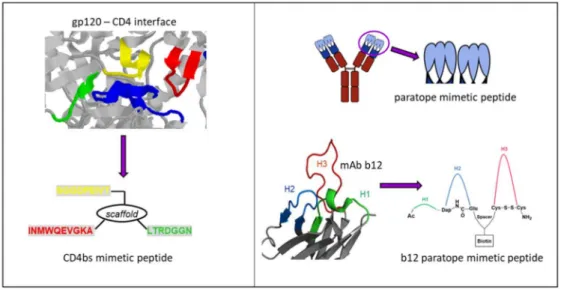 Figure 6. Peptides mimicking/targeting the complex CD4bs. (Left) Structure-based design of a CD4bs mimetic peptide (bottom) based on the crystal structure of a gp120-CD4 complex (top, pdb 1rzj).