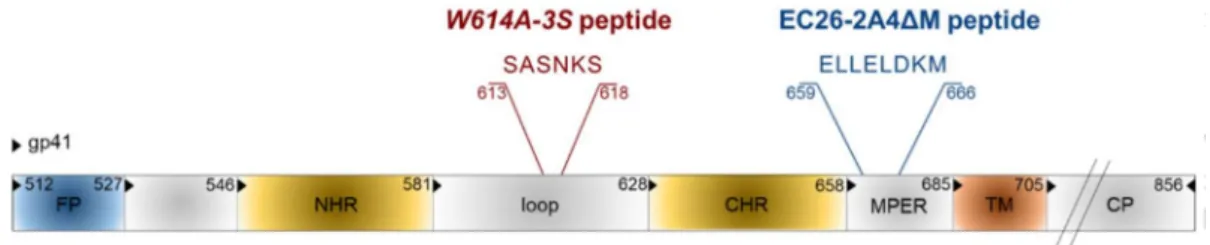 Figure 7. Epitope vaccine candidates in gp41. Functional domains are FP: fusion peptide, NHR: N-heptad repeat, CHR: C-heptad repeat, MPER: membrane proximal external region, TM: