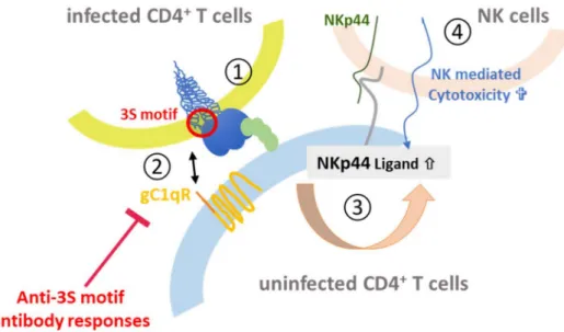 Figure 8. 3S-peptide mediated depletion of CD4 + cells. Upon binding of Env on infected CD4 + T cells to the CD4 receptor (1) the 3S peptide (red) in gp41 interacts with the gC1qR complement receptor (orange) on uninfected CD4 + T cells (2)