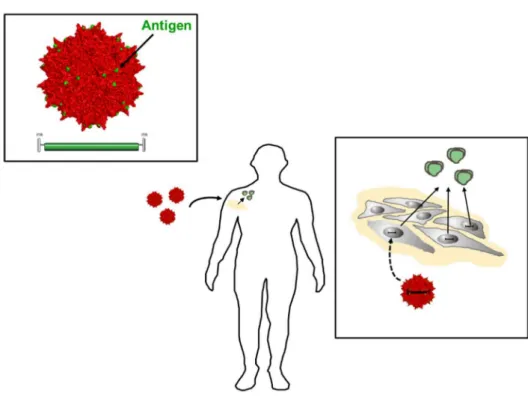 Figure 9. Adeno-associated viruses (AAV) vector-based vaccine approaches. Vectors deliver vector genomes that encode for antigens such as Env for continuous secretion from vector-transduced muscle cells