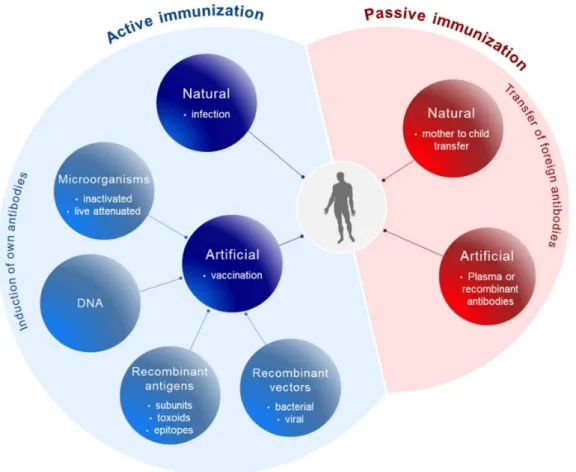 Figure 1. Principles of immunization. Active immunization (blue) involves the induction of the body’s own antibodies either after natural infection or after vaccination with antigen components derived from pathogens