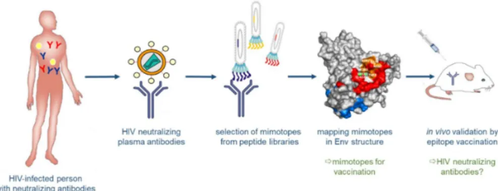 Figure 5. Structure-based reverse vaccinology. Broadly neutralizing antibodies (bnAbs) are generated in some HIV-positive persons