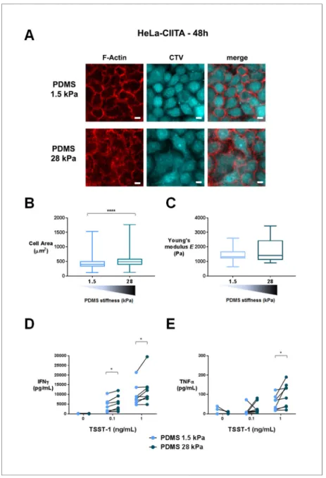 Figure 7. T cell activation is potentiated by APC mechanical properties. (A) HeLa-CIITA cells were grown at confluence on fibronectin coated PDMS gels of varying stiffness and were stained with phalloidin (F-Actin, in red) and cell trace violet (CTV, in cy