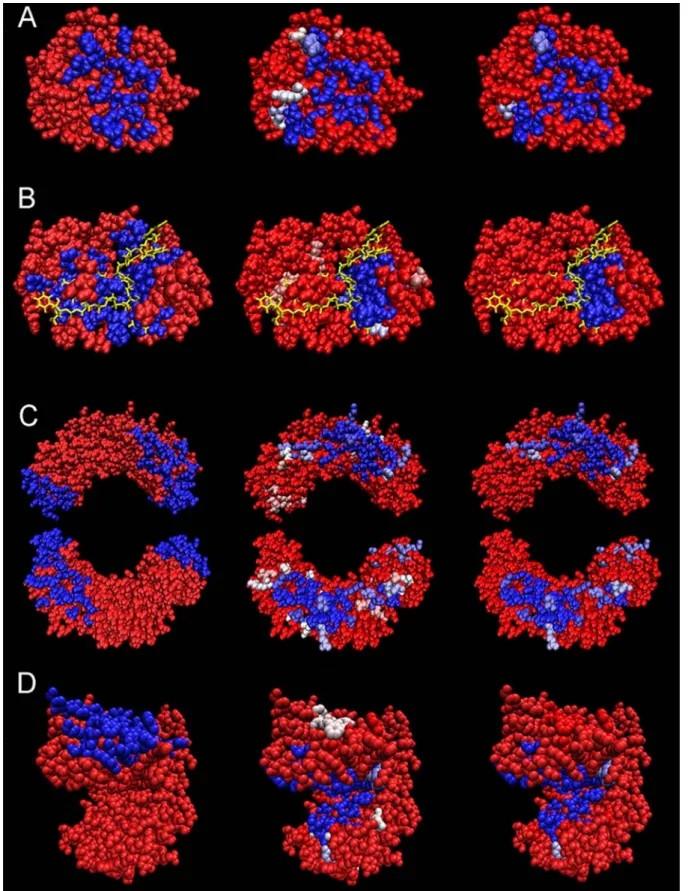 Figure 13. iJET predictions and consensus on residues. Structures: b-trypsin proteinase 2ptc (A), RNA-binding protein 2cjk (with the RNA chain in yellow) (B), nucleotidyltransferase 2pol (C), oxidoreductase 1leh (D)