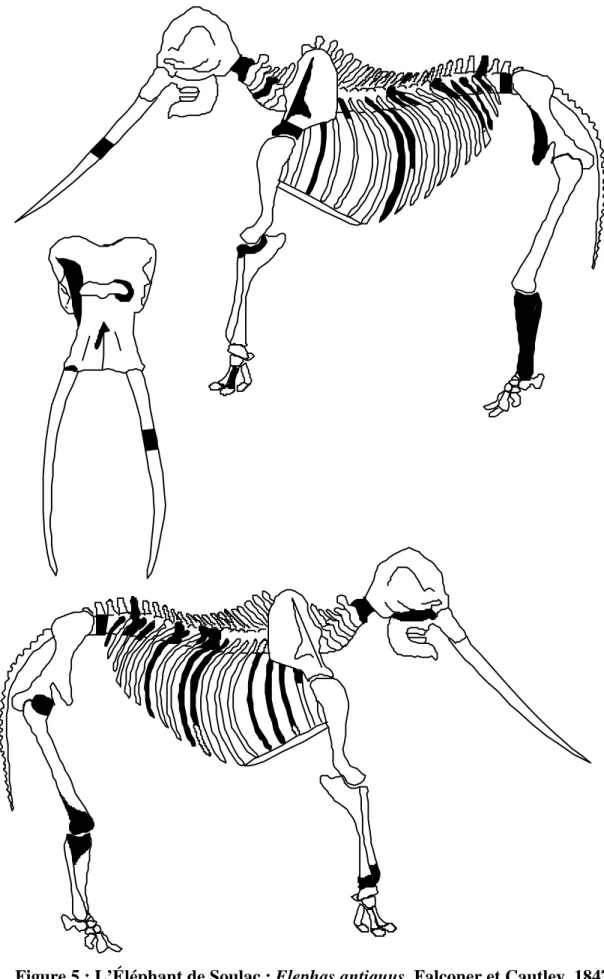 Figure 5 : L’Éléphant de Soulac : Elephas antiquus  Falconer et Cautley, 1847  (=Palaeoloxodon antiquus)