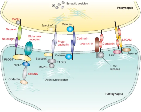 Figure  1.  At  the  synapses,  cell  adhesion  molecules  connect  presynaptic  and  postsynaptic  sites  through  homophilic  (e.g.,  caherins,  protocadherins  and  L1CAM)  and  heterophilic  (e.g.,   neuroligin-neurexin,  CNTNAP2  and  contactins)  int