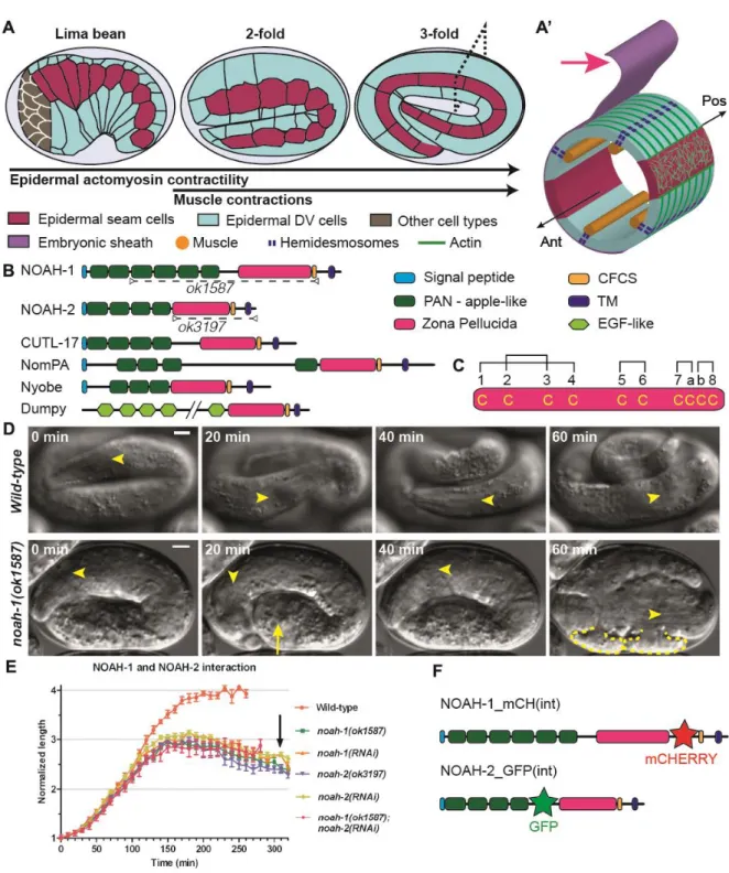 Fig.  1:  Embryos  defective  for  ZP-domain  proteins  NOAH-1  and  NOAH-2  arrest  elongation and rupture