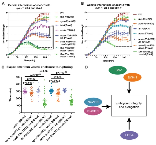 Fig. 4: NOAH-1/2 act in a parallel pathway to SYM-1, FBN-1 and LET-4. (AB) Embryonic  elongation  curves  in  different  genetic  backgrounds,  N≥9,  except  for  noah-2(ok3197);   let-4(RNAi) embryos, N=7