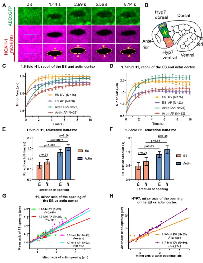 Fig. 7: The embryonic sheath transmits actomyosin stress. (A) Time-lapse video  micrographs before (0 s) and after laser ablation (1.44 s is the first image after ablation) of  the actin cortex and the ES in the seam cell H1 of a 1.7-fold embryo