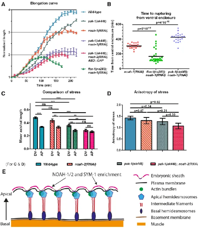 Fig. 8: pak-1 and noah-1/2 cooperate to maintain stress anisotropy during embryonic  elongation