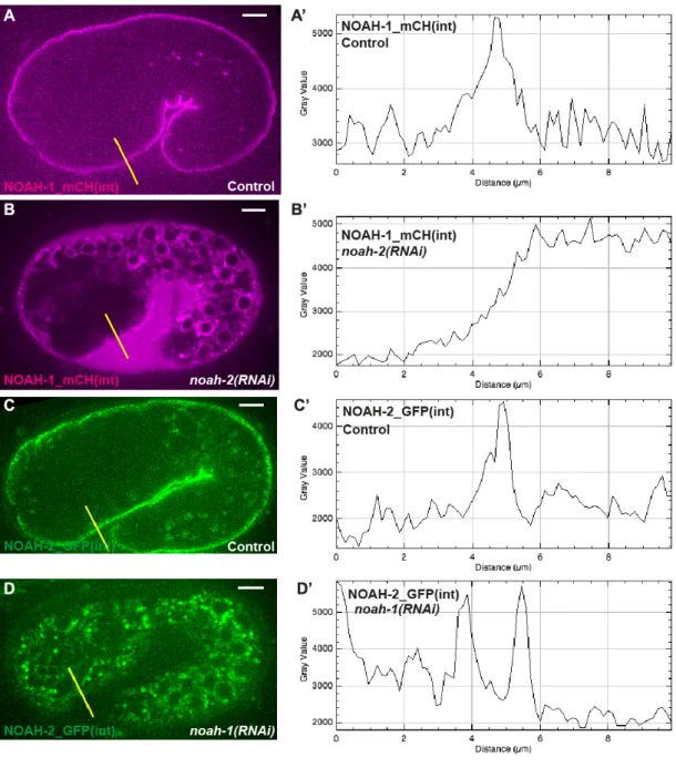 Fig.  S3:  NOAH-1  and  NOAH-2  are  mutually  required  for  their  proper  localization