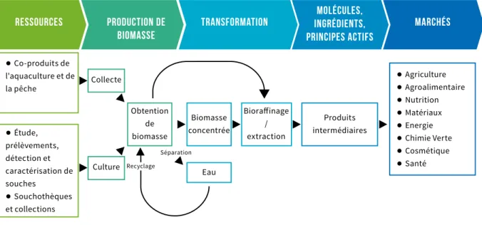 Figure 10 : Chaine de valeur des biotechnologies marines pour les aspects liés à la valorisation économique