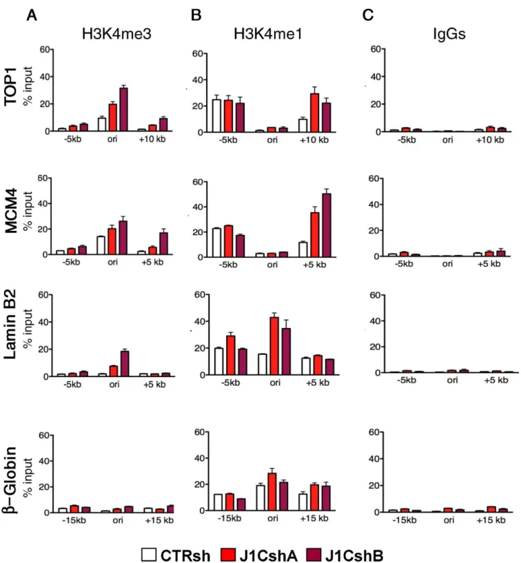 Figure 4. JARID1C depletion causes aberrant H3K4methylation at active DNA replication origins