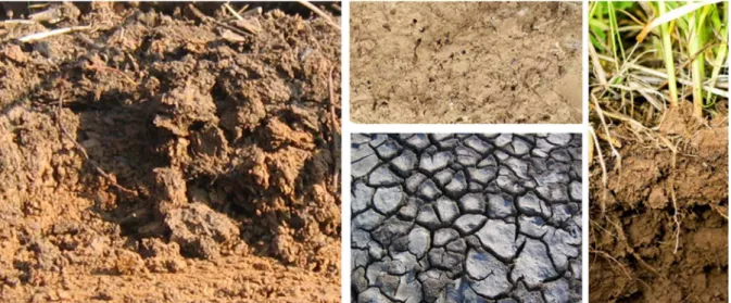 Figure 3. Structure spatiale des sols : organisation en agrégats de tailles variables avec des macropores liés à la  bioturbation, au développement des racines ou aux fentes de retrait des argiles (   Jean Martins)