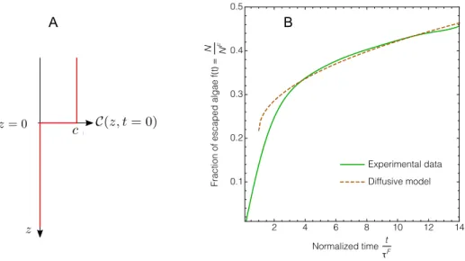 Figure 3.12 – En rouge la courbe C(z, t = 0) représente la concentration en algues dans le liquide de la mousse à l’instant initial.
