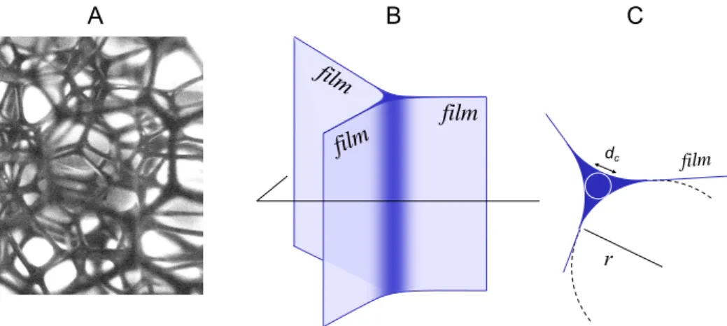FIG. 2: Local structure of the foam. (A) Image of the internal foam liquid skeleton made of an interconnected network of liquid channels called Plateau borders (in black); (B) structure of a single Plateau border channel, at the intersection between three 