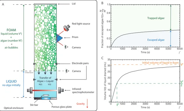 FIG. 1: (A) Experimental setup (see detailed description in section Materials and Methods)