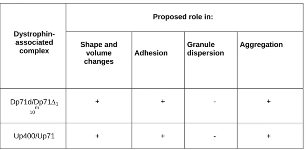 Table 3. Proposed roles for the DAPC corresponding to Dp71d/Dp71Δ 110 m