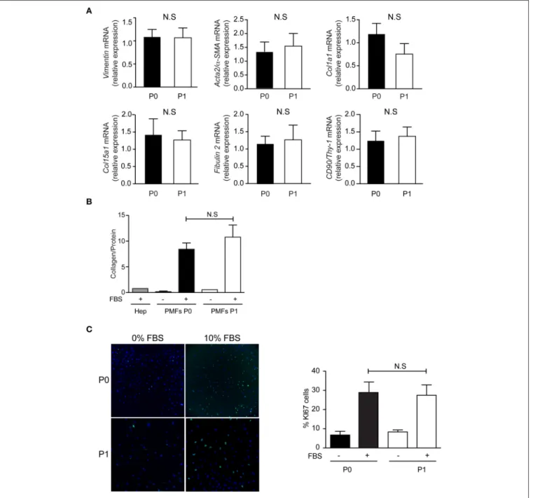 FIGURE 4 | Phenotype of PMFs in culture. Characterization of PMFs at confluence in primary culture (P0) and after one passage (P1), by (A) RT-PCR analysis of Vimentin, Acta2/α-SMA, Col1a1, Col15a1, Fibulin 2, and CD90/Thy-1; mRNA levels are normalized for 