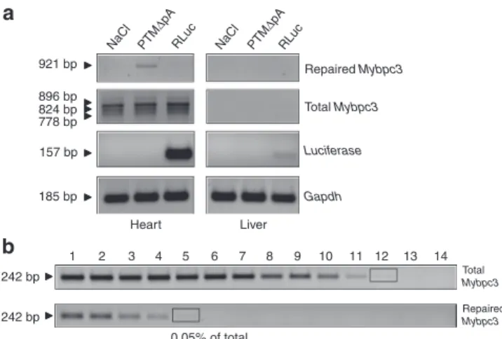 Figure 4 Evidence for Mybpc3 mRNA and cMyBP-C protein  repair by 5′-trans-splicing in the heart of 7-week-old KI mice