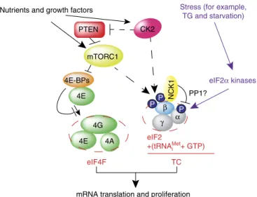 Figure 6 | Schematic representation of the proposed model for the coordination of ternary complex (TC) and eIF4F assembly by mTOR and CK2