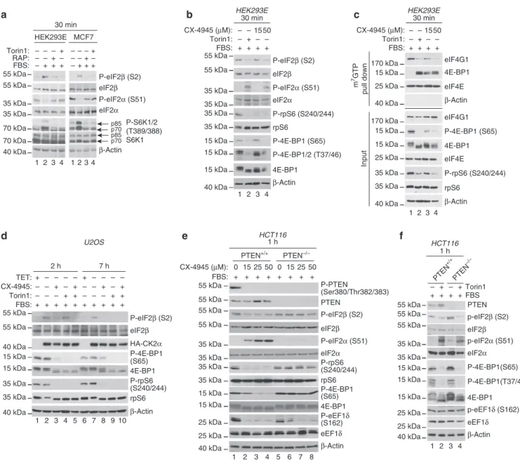 Figure 2 | mTOR and CK2 inhibitors suppress eIF2b phosphorylation, increase phospho-eIF2a levels and interfere with eIF4F complex assembly.