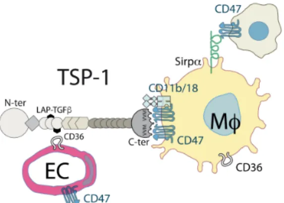 Figure 4: Schematic representation of a generic TSP1 monomer and its receptors. 