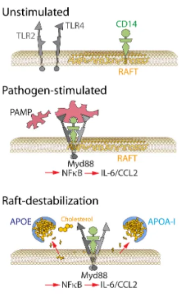 Figure 7: Schematic model of the activation of the innate immunity receptor cluster by  apolipoprotein E 