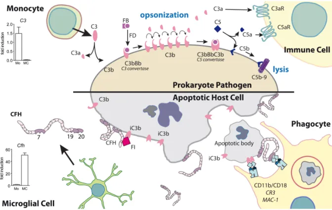 Figure 8: Schematic model of the activation of the innate immunity receptor cluster by  apolipoprotein E 