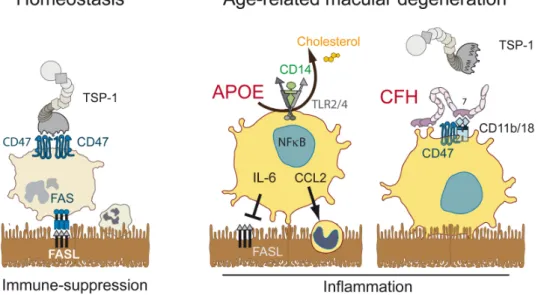Figure 9: Schematic model of the implication of Apolipoprotein E and Complement factor H  in subretinal mononuclear phagocyte accumulation 