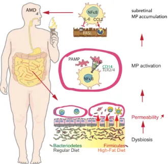 Figure 10: Schematic model of the implication of obesity and high fat diet on subretinal  mononuclear phagocyte accumulation 