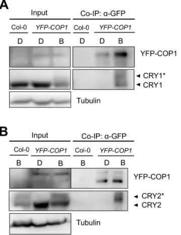 Fig 1. COP1 associates with CRY1 and CRY2 in a blue-light dependent manner in vivo. (A, B) Co- Co-immunoprecipitation of CRY1 (A) and CRY2 (B) by YFP-COP1