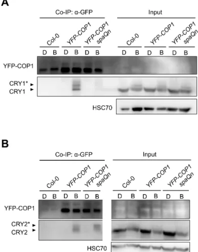 Fig 2. The B-induced in vivo-association of COP1 with CRY1 requires SPA proteins, while COP1 associates with CRY2 independently of SPA