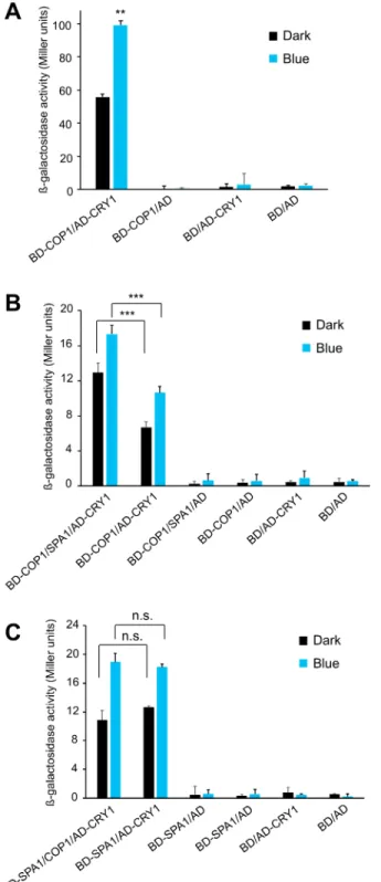 Fig 3. Co-expression of SPA1 increases the interaction between COP1 and CRY1 in yeast three- three-hybrid experiments