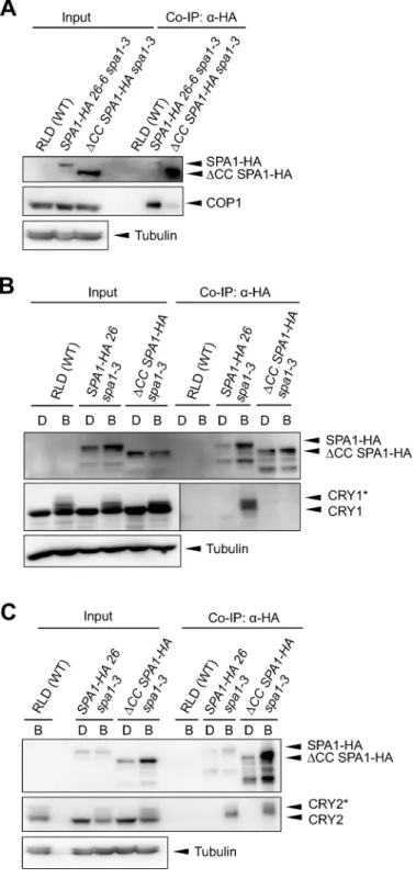 Fig 4. A SPA1 deletion-protein defective in COP1-interaction shows no or a strongly reduced in vivo- vivo-association with CRY1 and CRY2, respectively